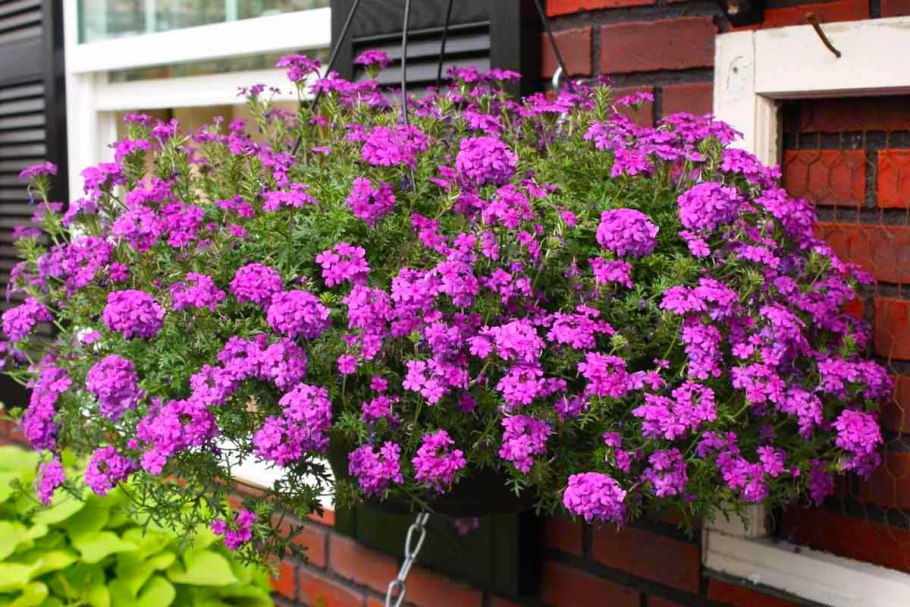 Вербена ампельная