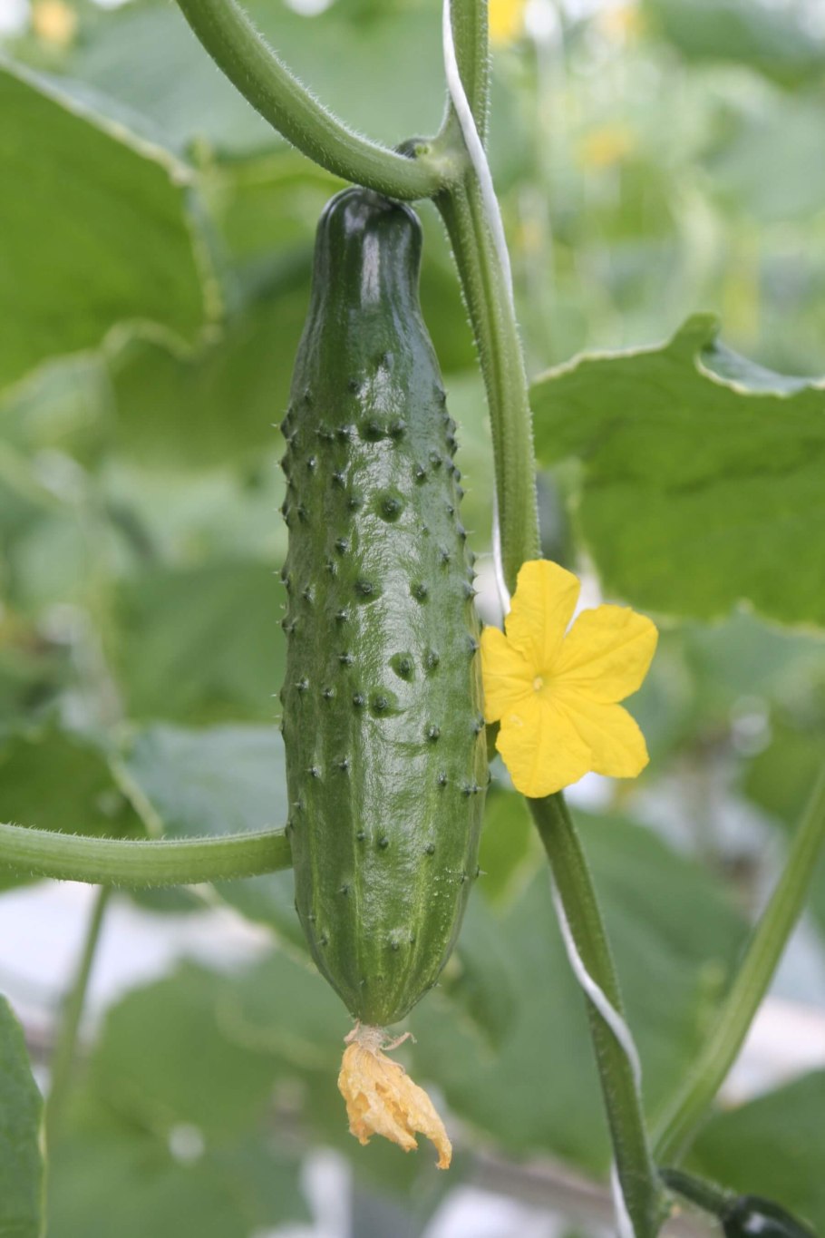 Огурцы колючие среднеплодные