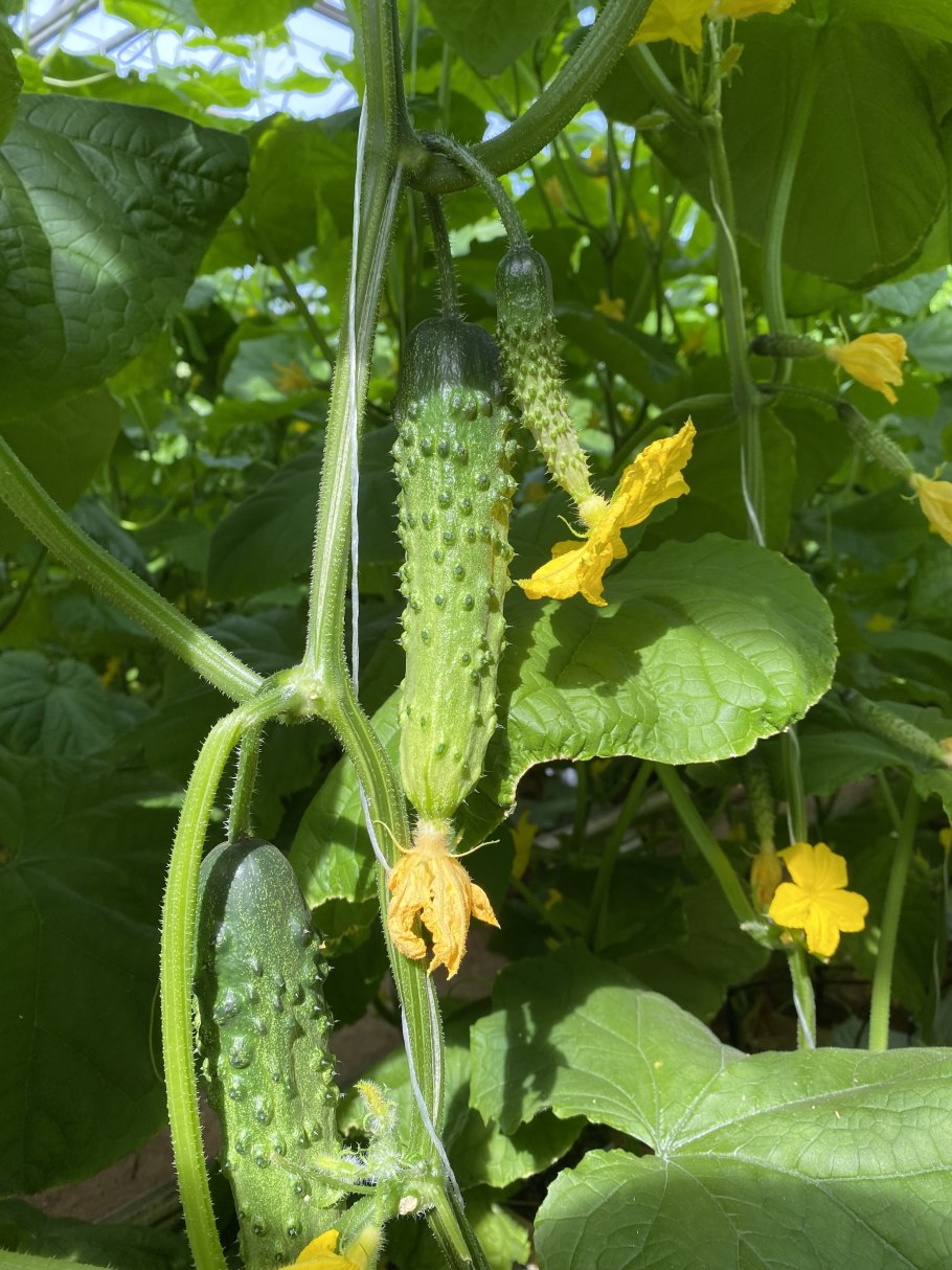 Огурцы Атлет