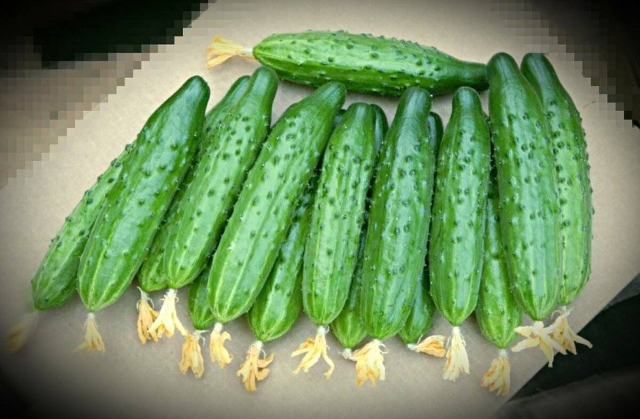 Огурец Атлет f1