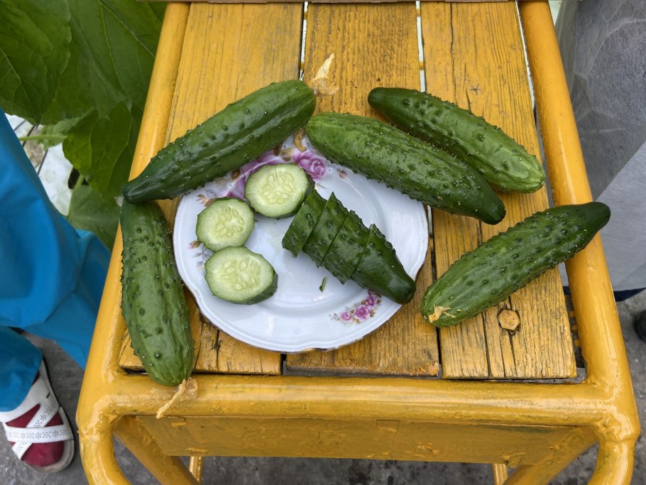 Огурец эстафета f1