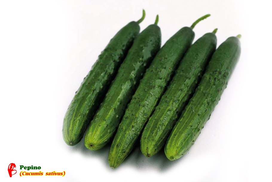 Манул огурец эстафета f1