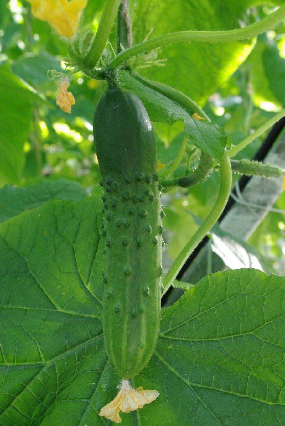 Огурцы колючие среднеплодные