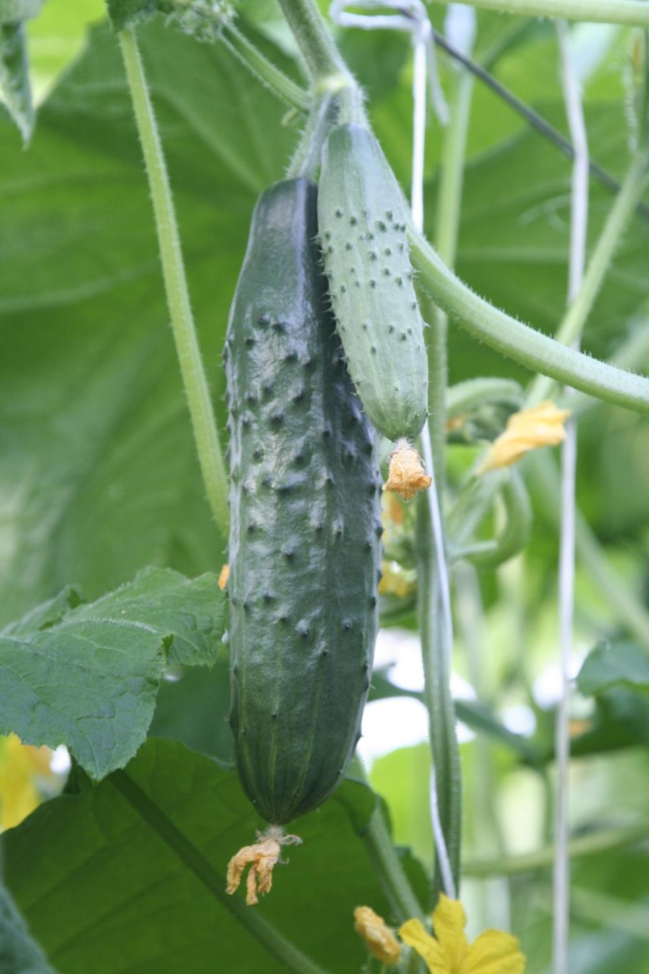 Огурец Атлет f1