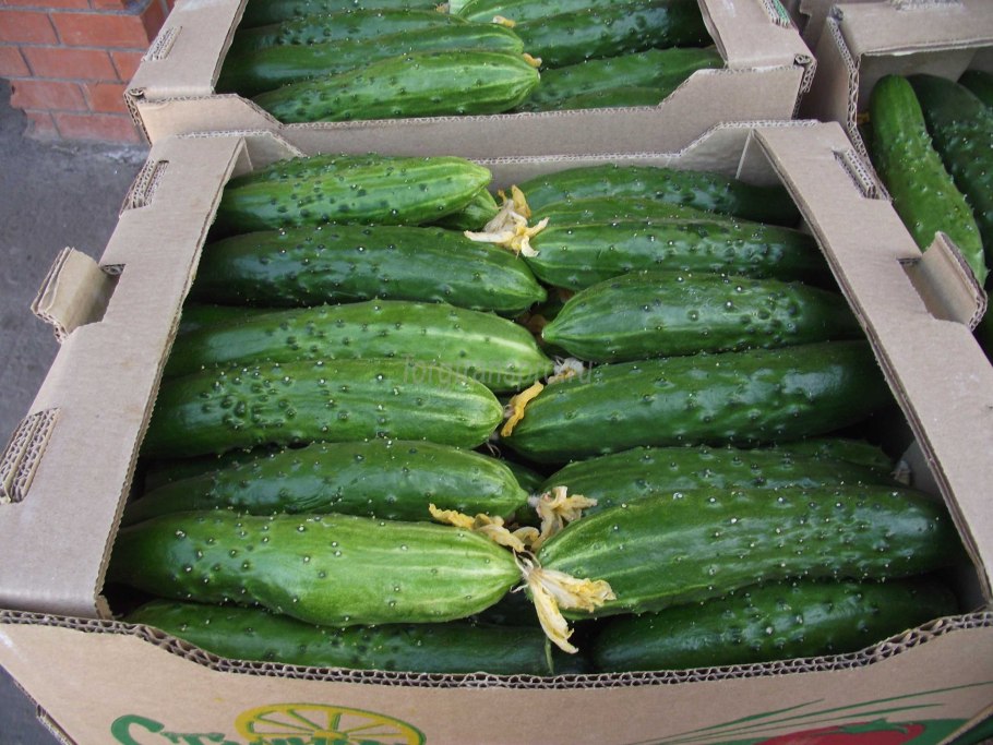 Огурец сорт Геракл