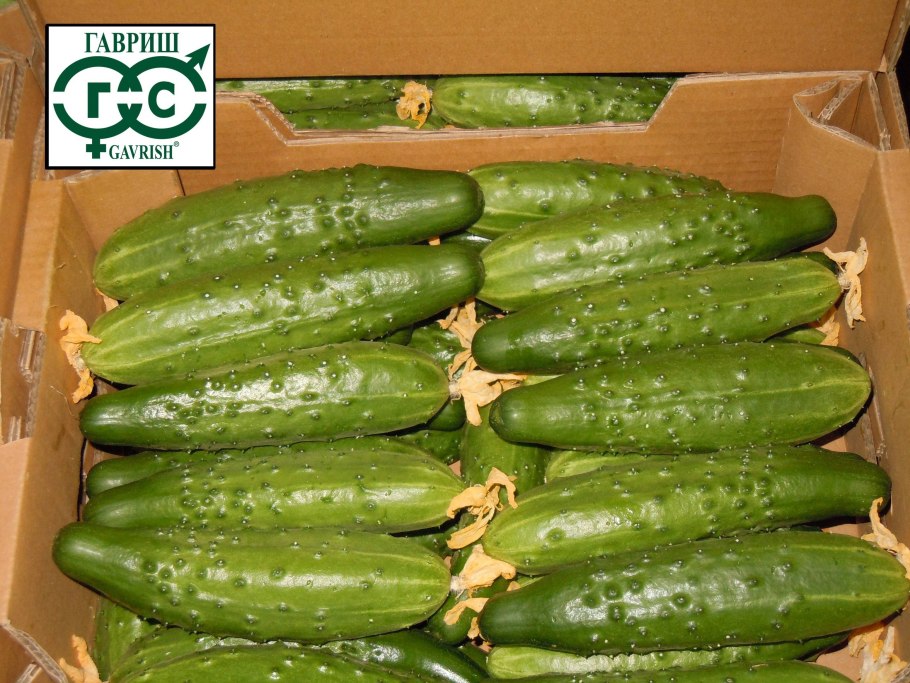 Огурцы эстафета 1кг