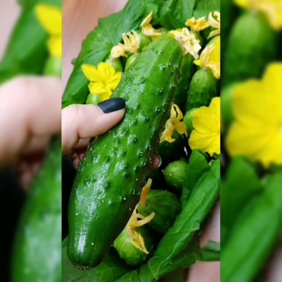 Семена огурца ухажер