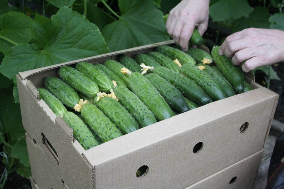 Огурцы среднеплодный Атлет 450