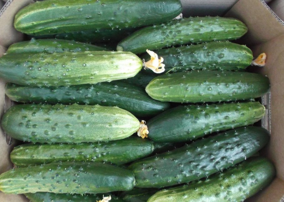 Огурец Атлантис f1