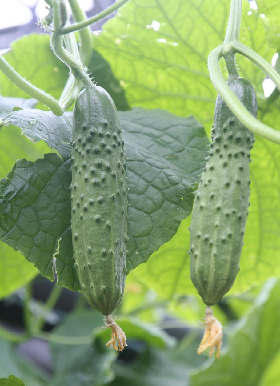 Огурцы сорт Атлет