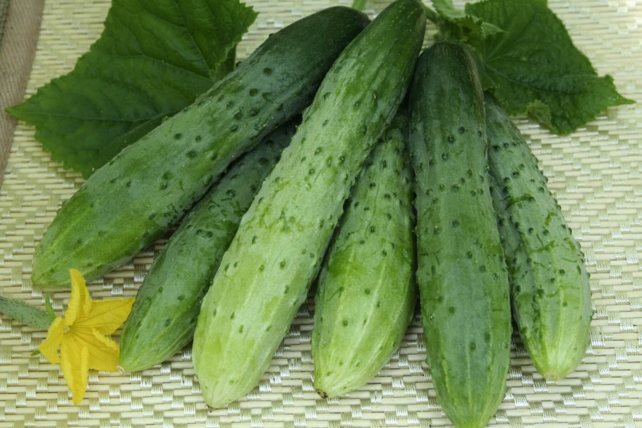 Огурцы среднеплодные пупырчатые 600
