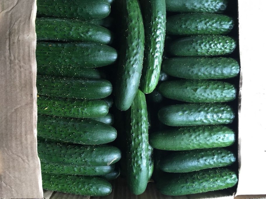 Сорт Святогор огурец