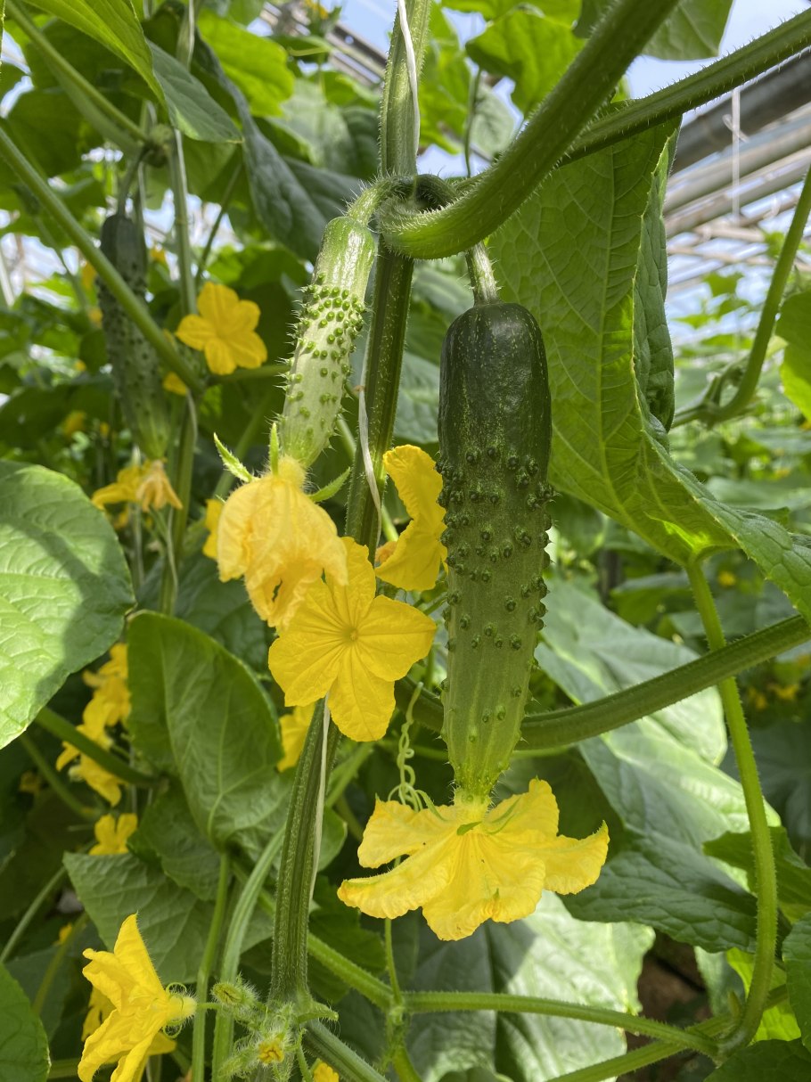 Сколько стоит один огурец