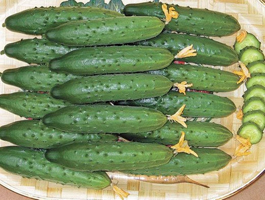 Огурцы фирмы Аэлита для открытого грунта