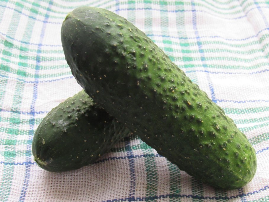 Огурец Атлет f1 Гавриш