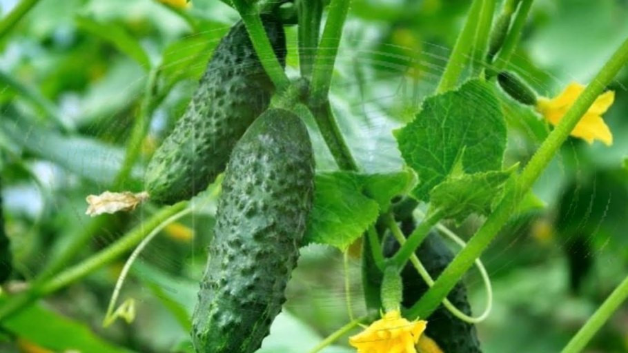 Огурцы короткоплодные пупырчатые