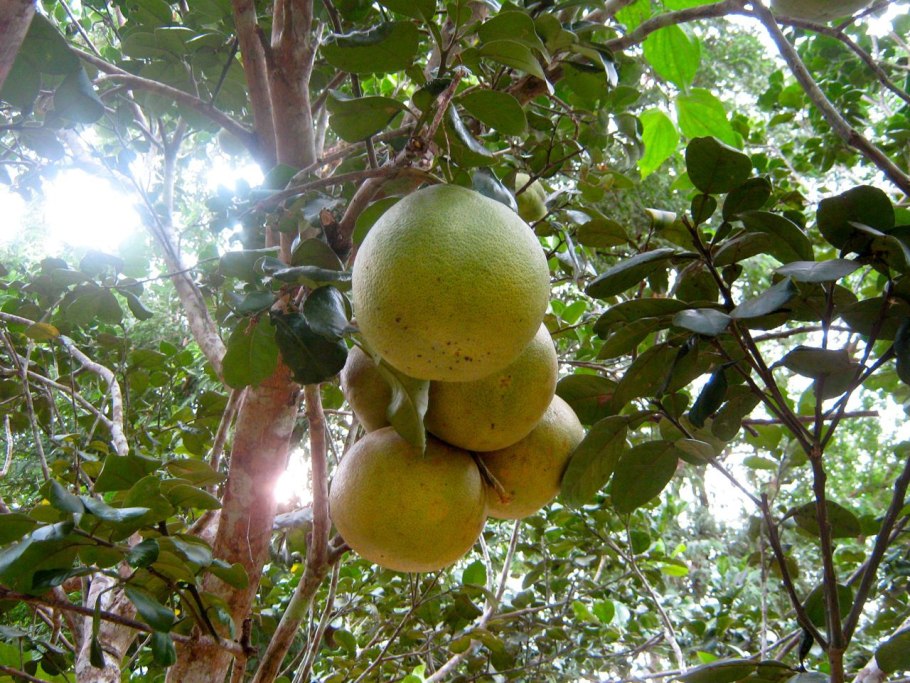 Памела фрукт на дереве