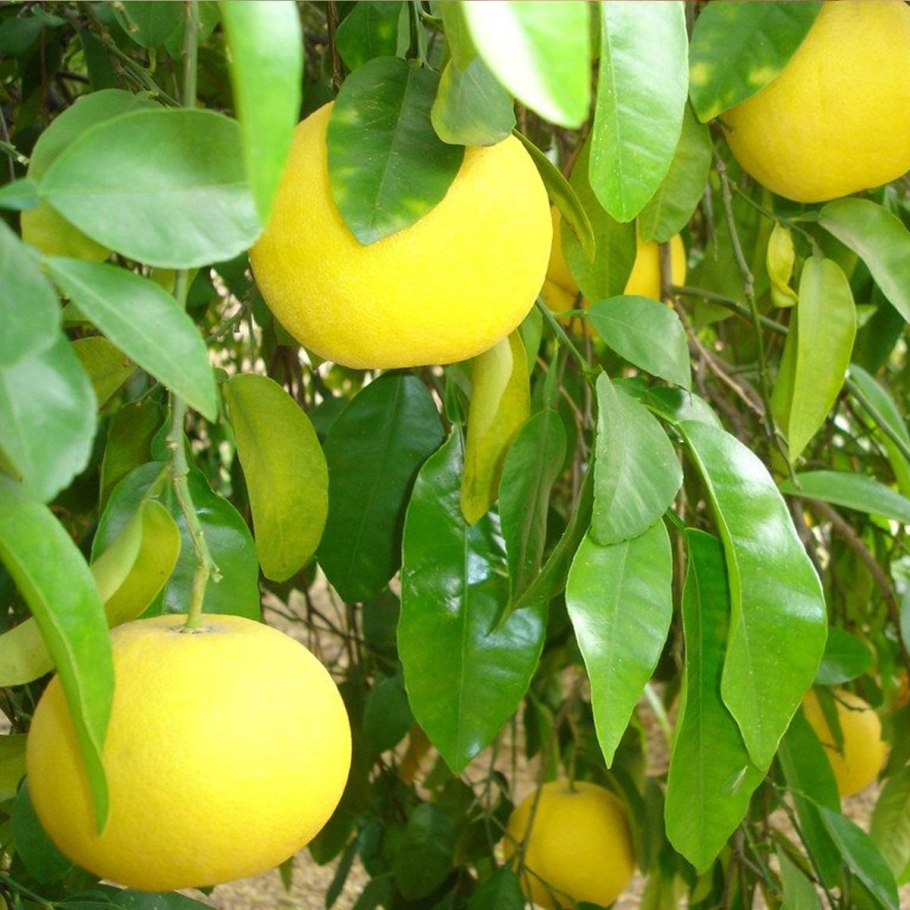 Листья грейпфрута