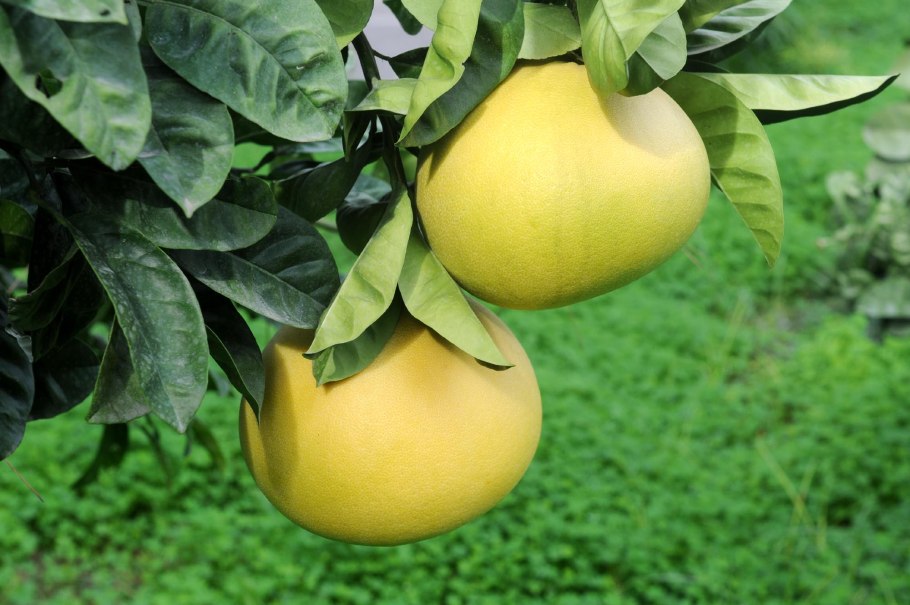 Помело н траве