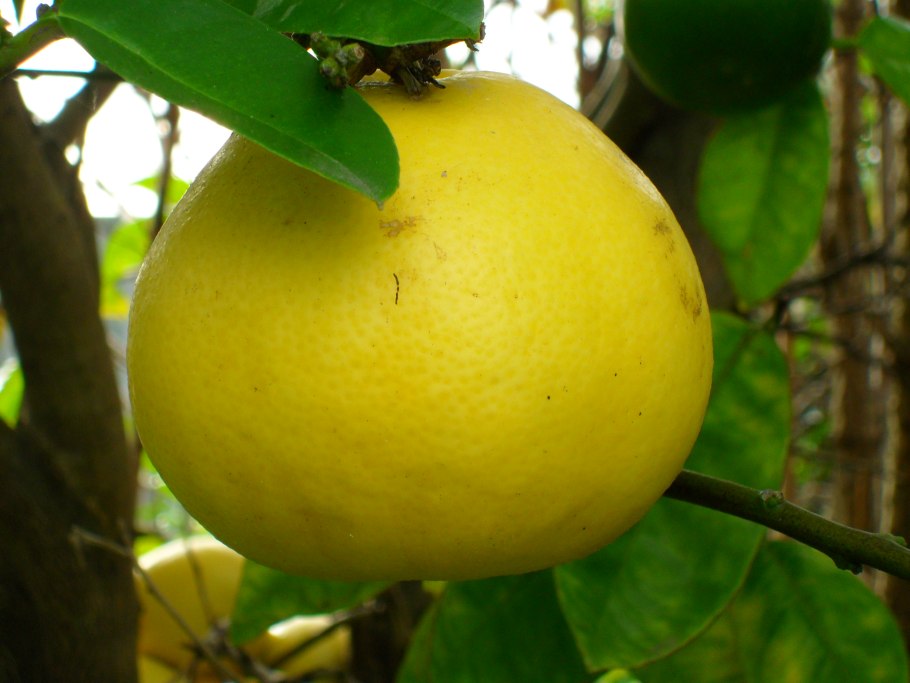 Памела цитрус