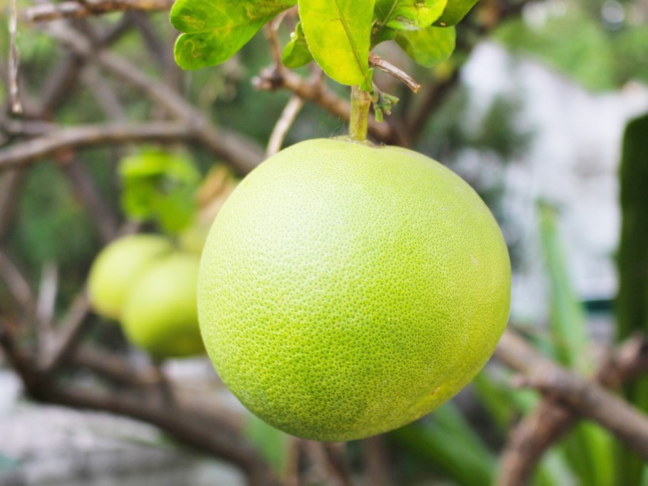 Памела зеленая фрукт