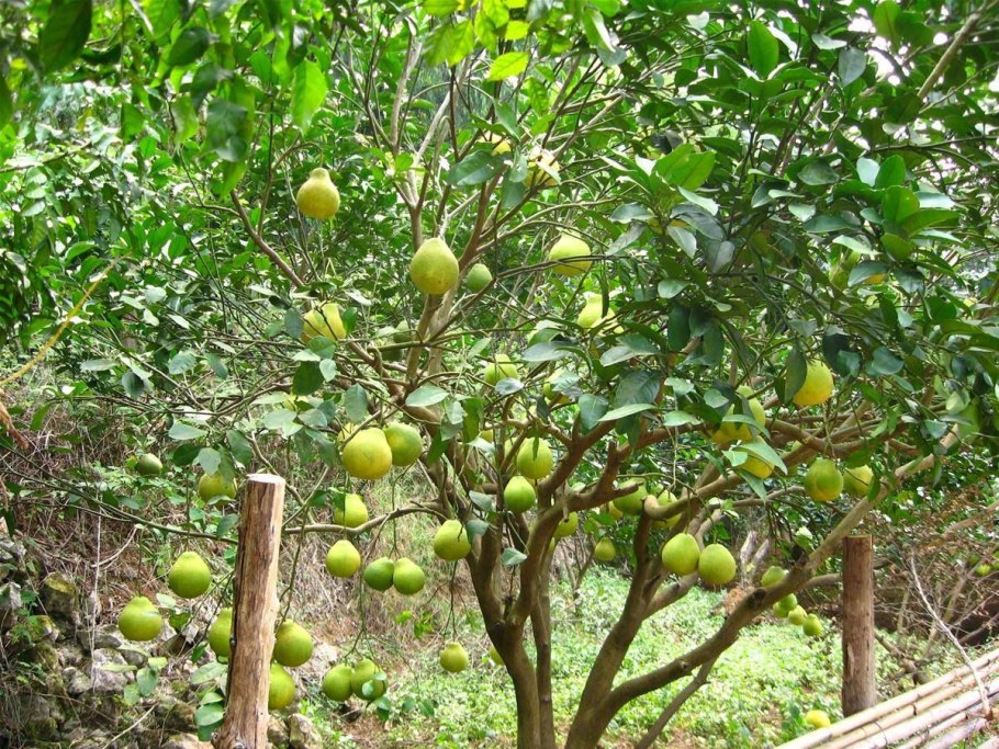 Помело дерево фото