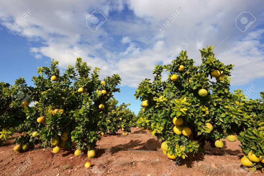 Помело растет в Китае