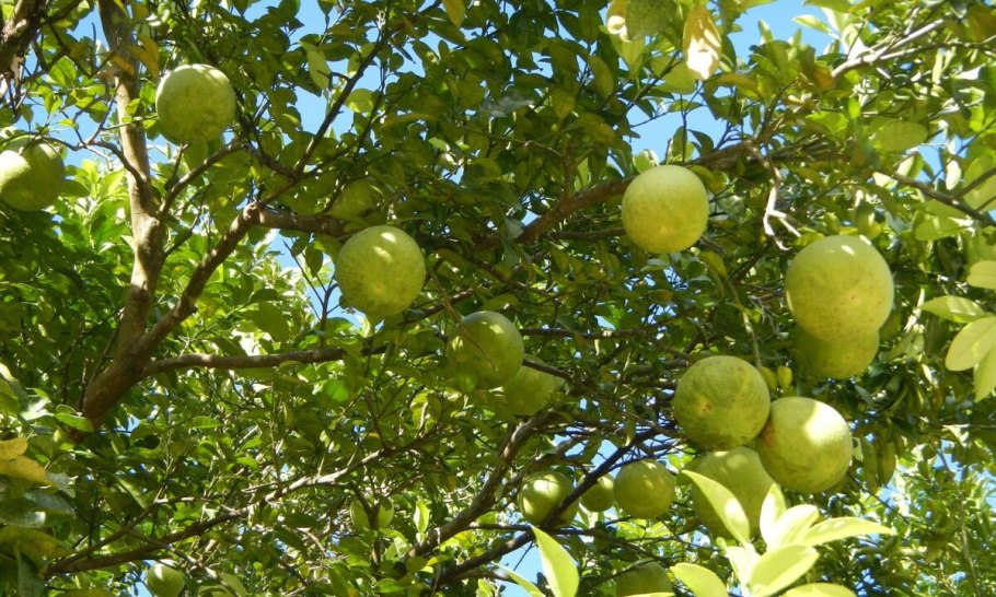 Помело Чандлер