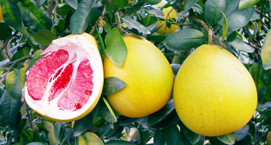 Помело Чандлер