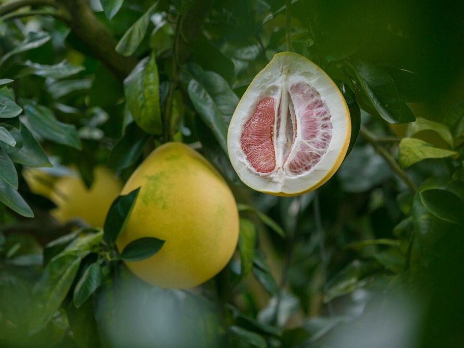 Помело као Пан