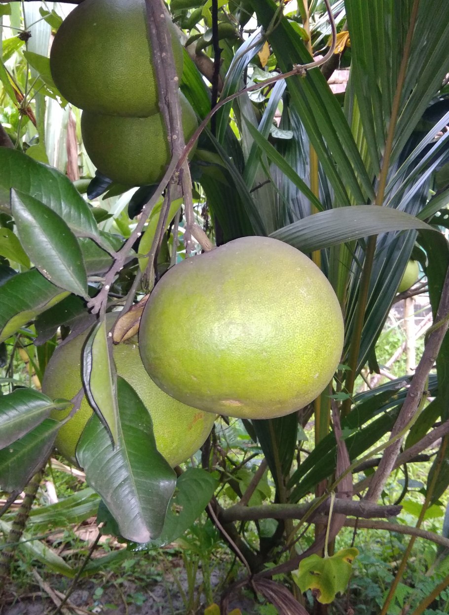 Помело Шеддок