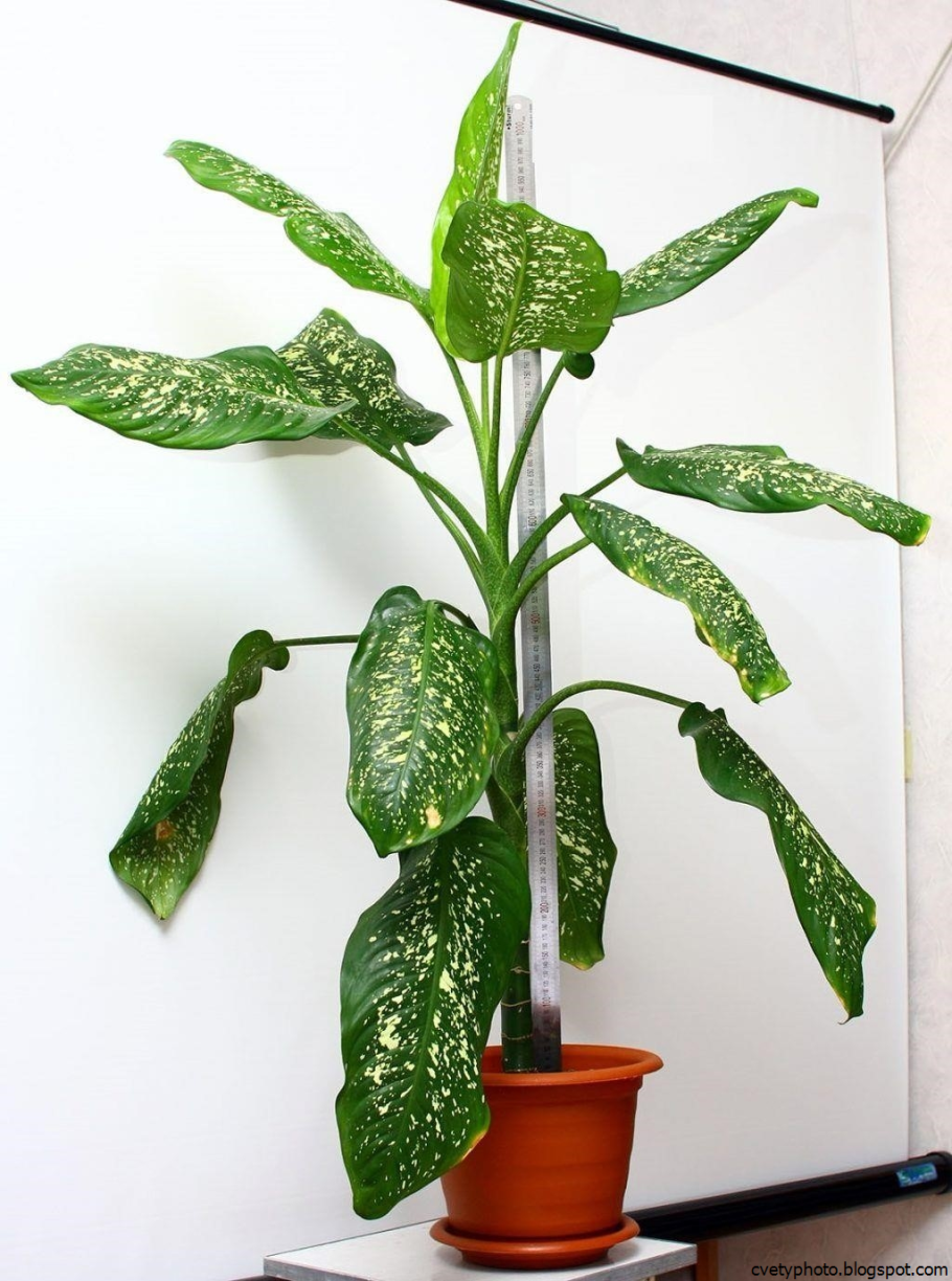 Кодиеум Кротон пестрый