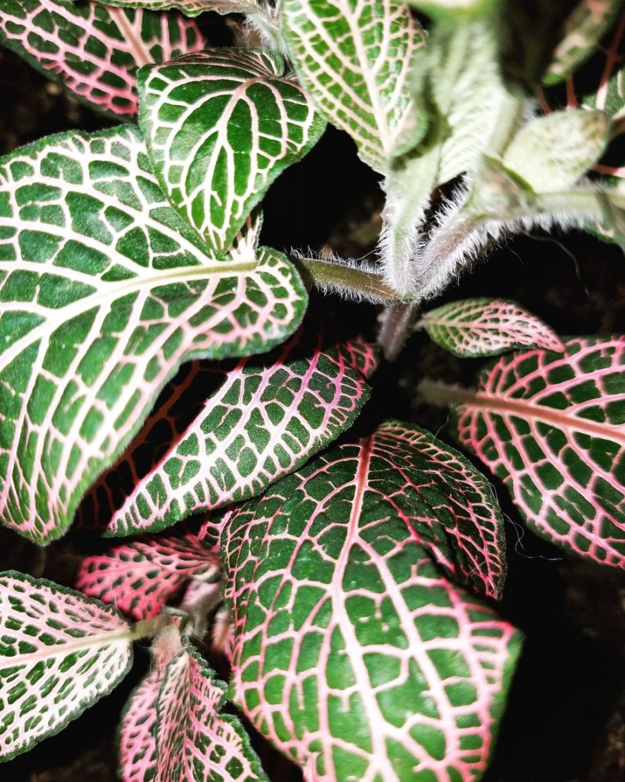 Гипоэстес листоколосниковый