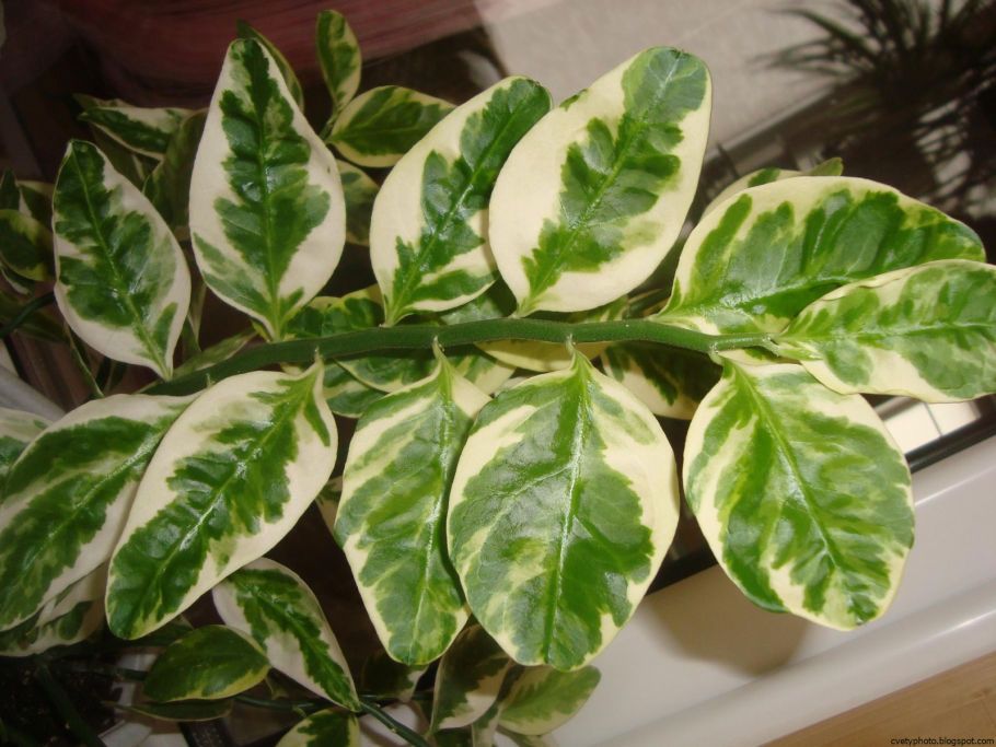 Диффенбахия Баузе (Dieffenbachia bausei)