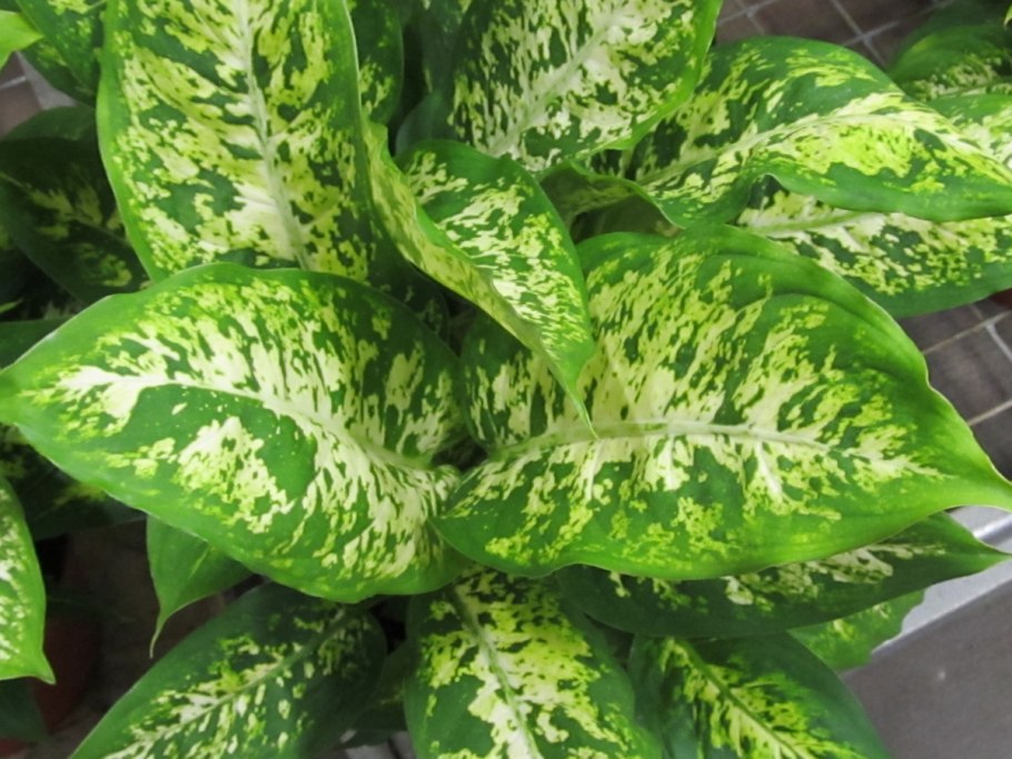 Растение Диффенбахия пятнистая