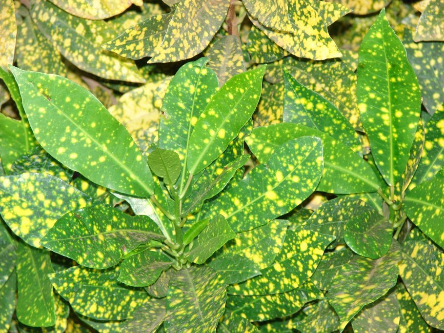 Кротон растение с пестрыми листьями