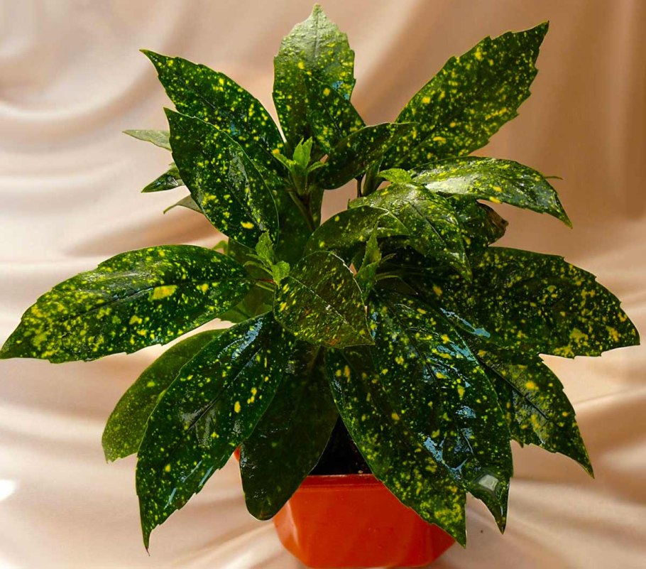 Диффенбахия древовидная