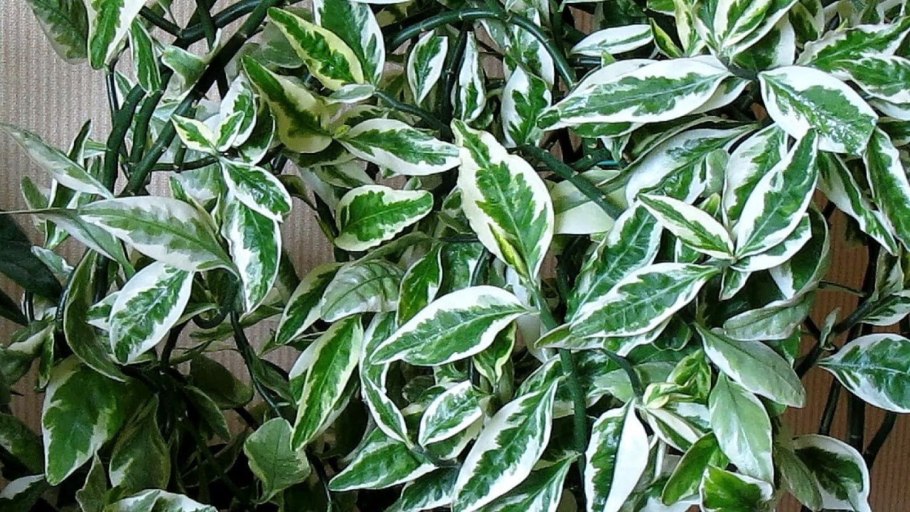 Аглаонема Сильвер Квин