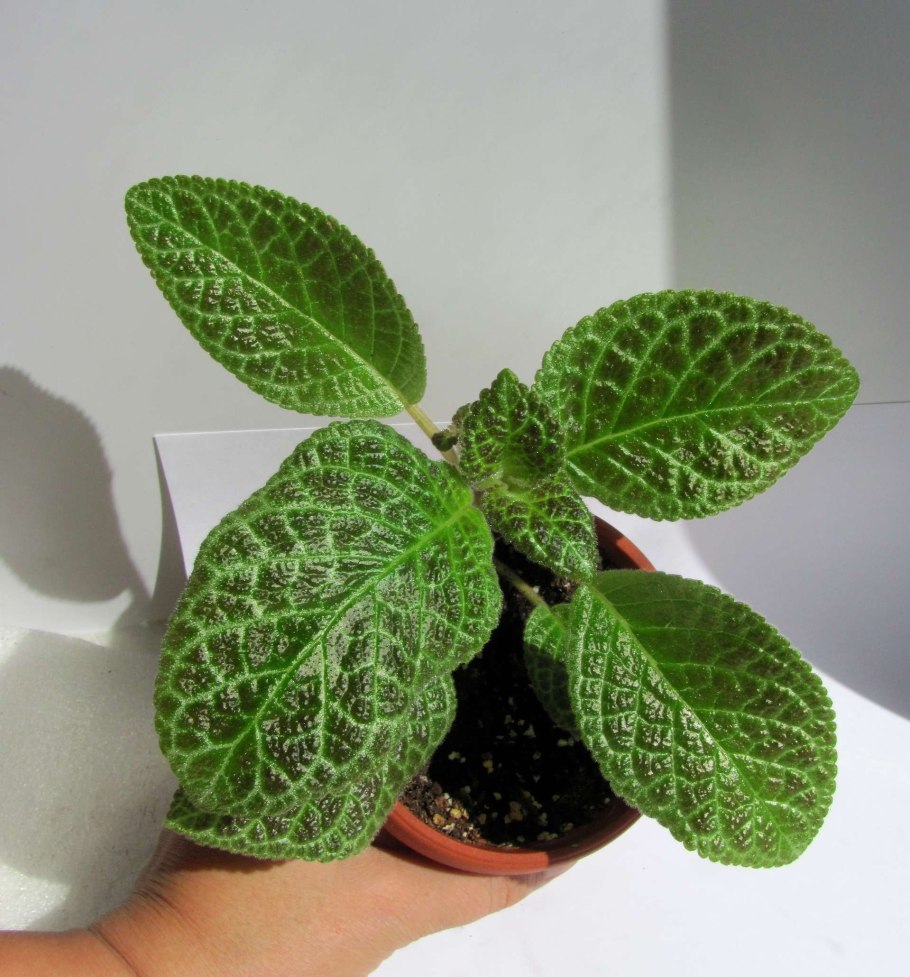 Гипоэстес растение