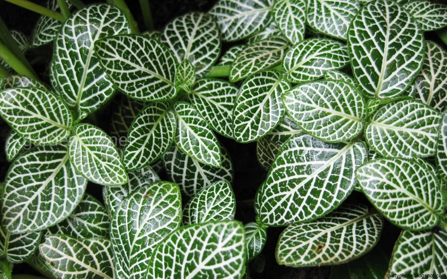 Эписция зеленая