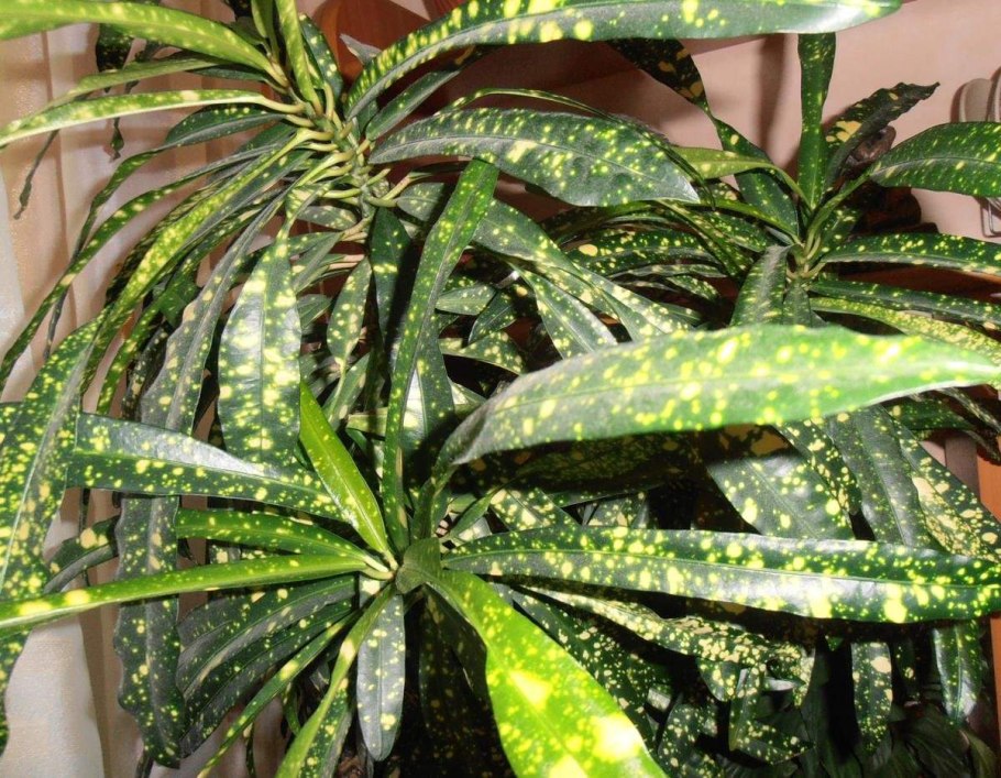 Комнатные растения с пестрыми листьями
