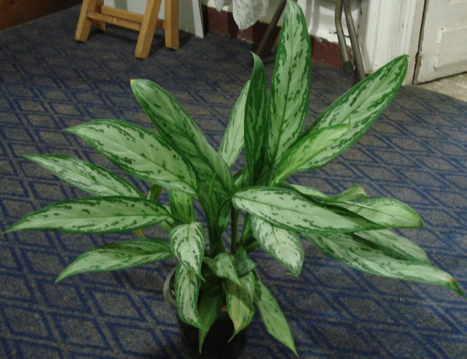 Фикус Диффенбахия