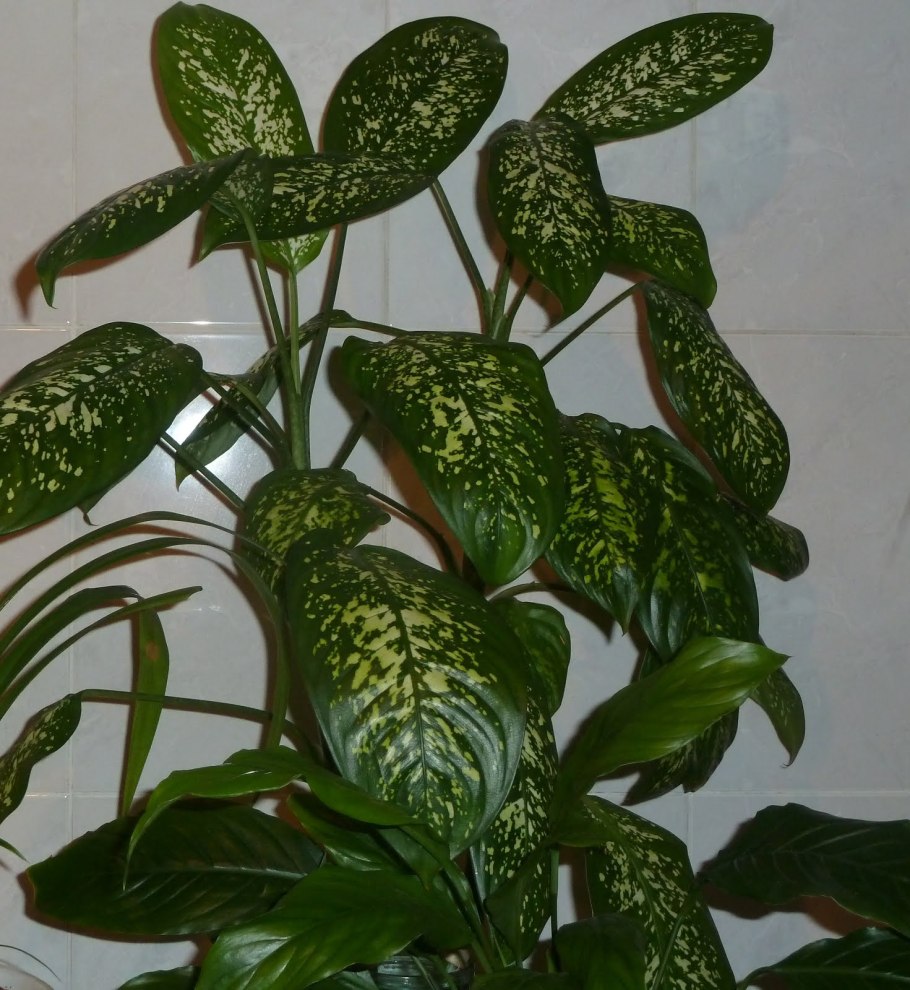 Hypoestes phyllostachya