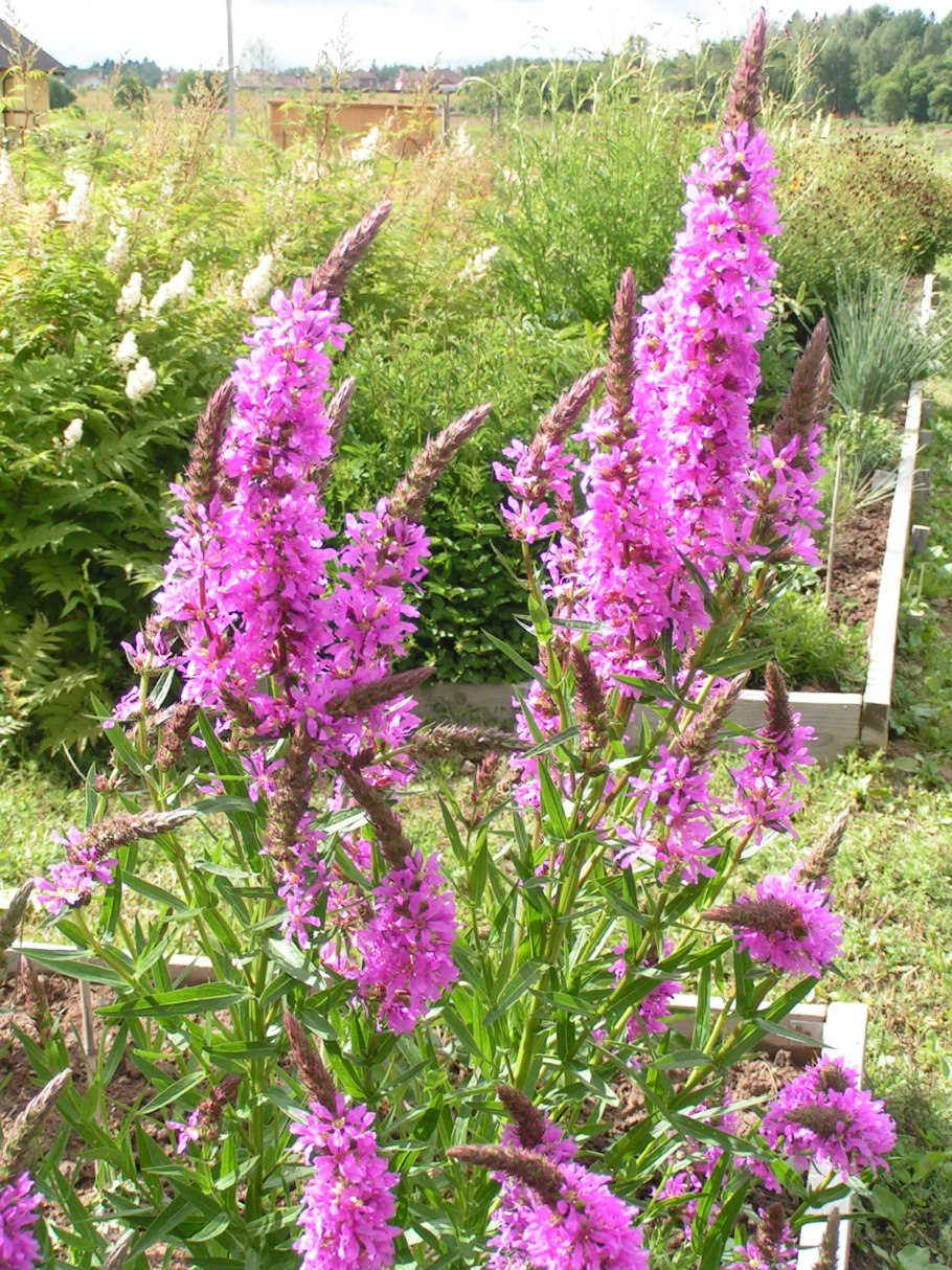 Дербенник иволистный (Lythrum salicaria &#96;blush&#96;)