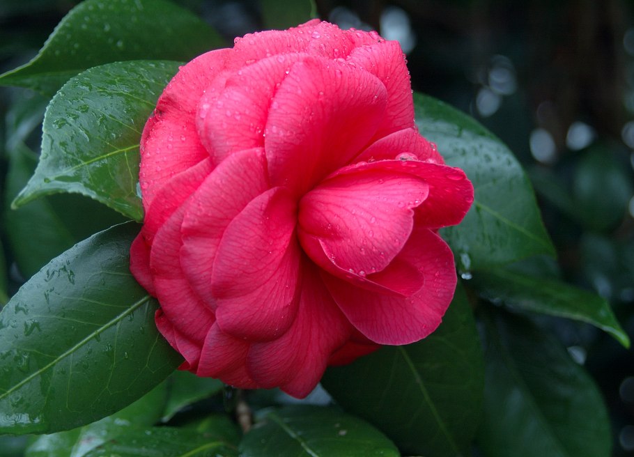 Растение Камелия японская