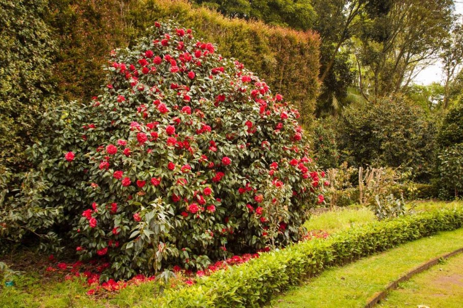 Камелии куст