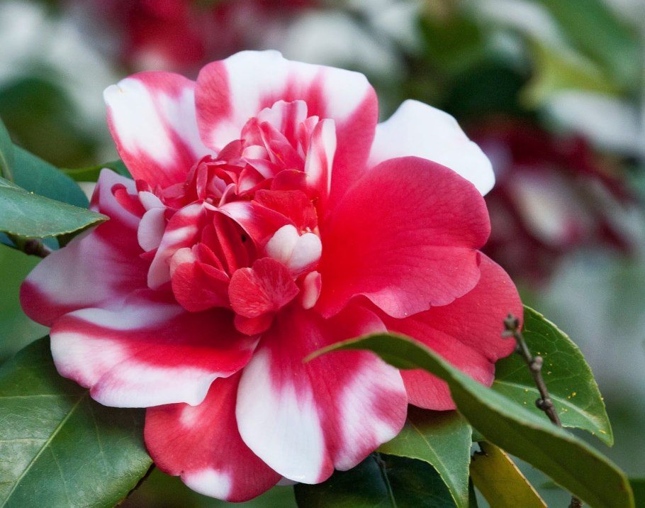 Camellia japonica