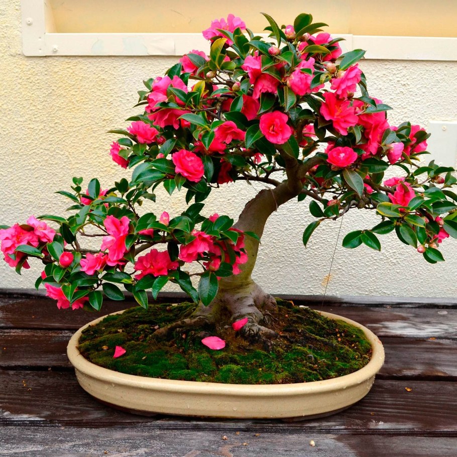 Камелия японская древовидная