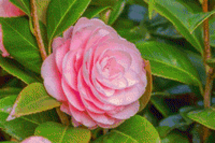 Азалия Камелия