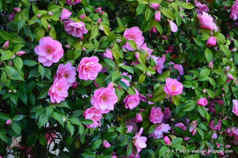 Камелия древовидная Садовая